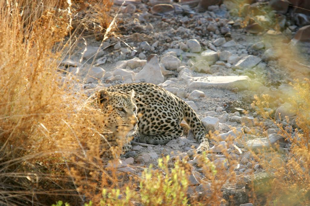 Etendeka Mountain Camp Damaraland Zewnętrze zdjęcie