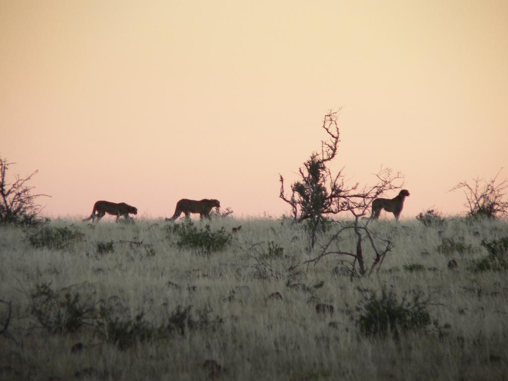 Etendeka Mountain Camp Damaraland Zewnętrze zdjęcie